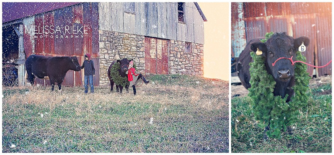 Christmas Card | Show Cows | Kansas City Photographer | Melissa Rieke Photography