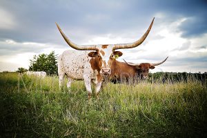 Stock Photos Longhorn Prints Home Artwork